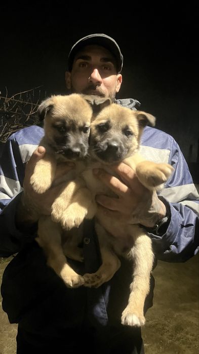 Малиноа белгийска овчарка