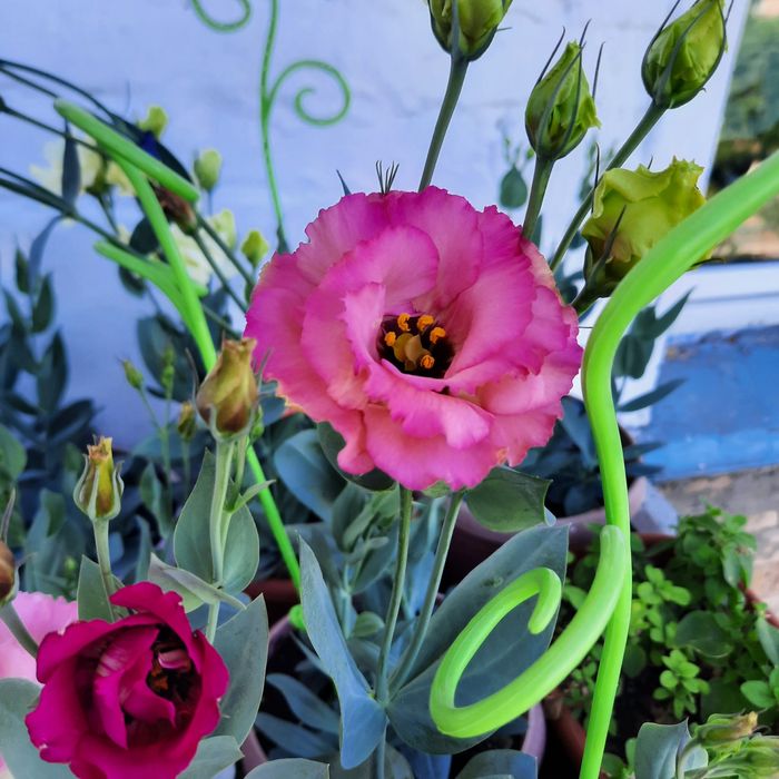 Продам смесь семян эустомы.