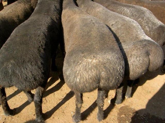 Бараы, қой, Тоқты, Марқа