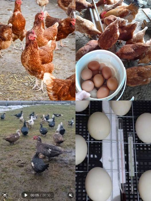 Vand oua rate mute pentru consum incubat si oua gaini rasa de oua pentru consum si incubat si rate pentru carne