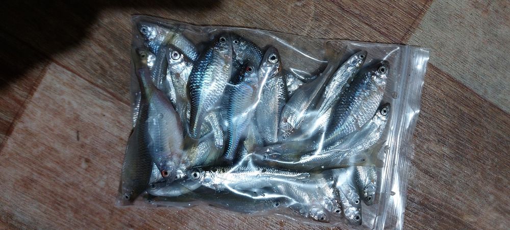 Momeală vie pentru pescuit