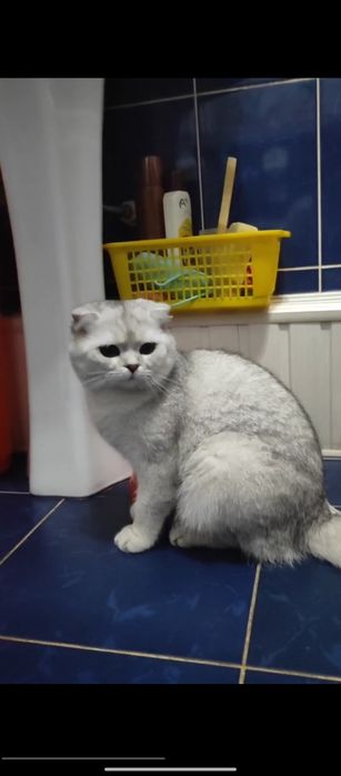 продам развязанного кота шиншилла скоттил фолд
