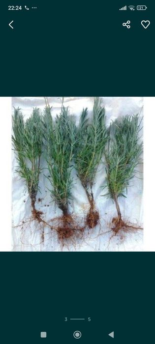 Lavanda nihollarimiz sotuvda (optom narxi)