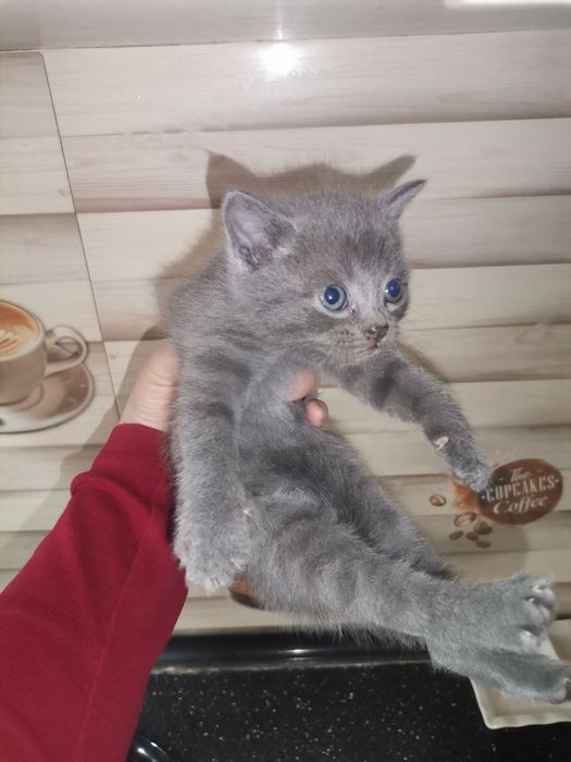 Мушук скотиш фолд