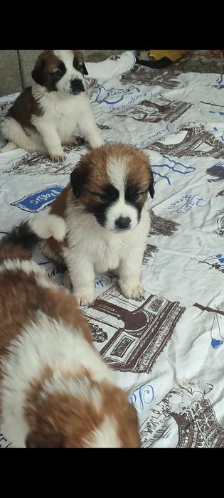 Продам щенков Московской сторожевой