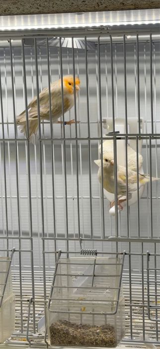 Канарейка пара самка и самец