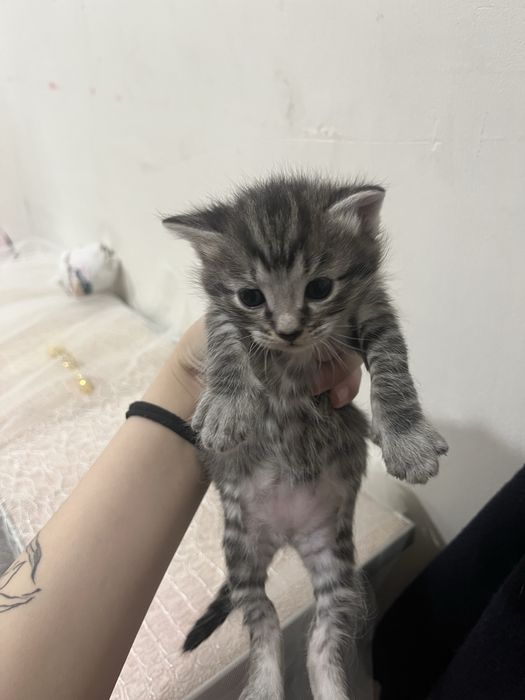 котят отдам 2 девочки 1 мальчик