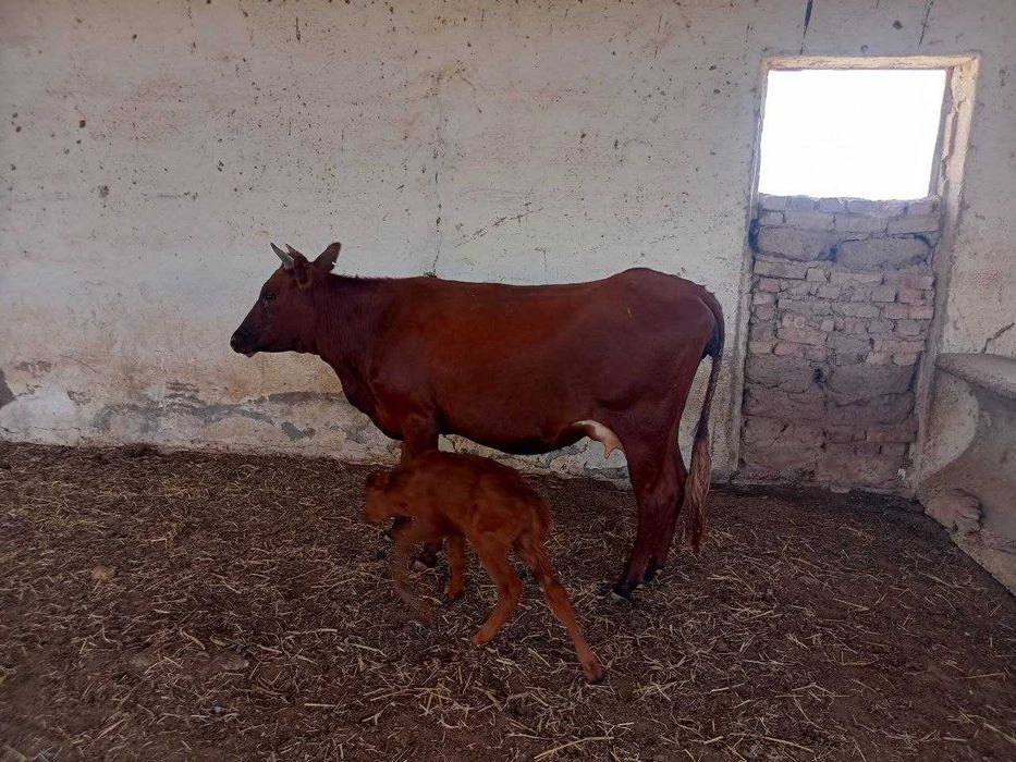 Yaxshi sut beradigan bolalik sigir sotiladi