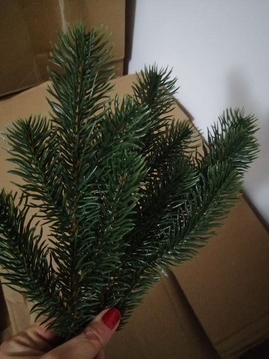 crenguțe brad 50 bucati