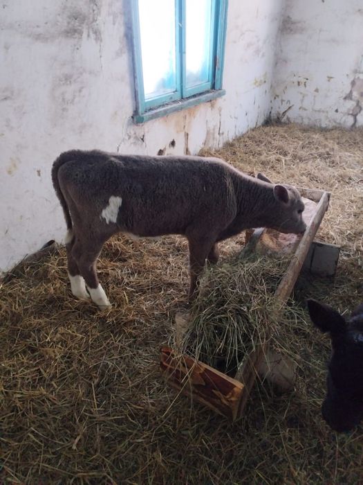 Продам телочек 1,5 месяца