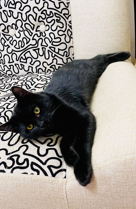 Отдам даром котят