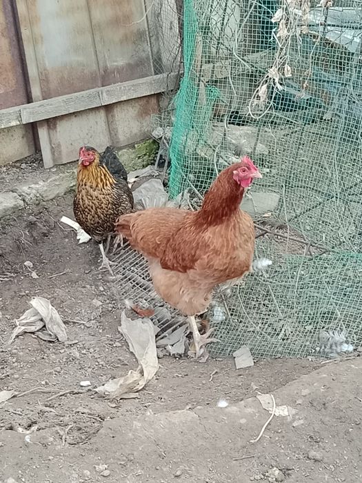 Продам домашний курей