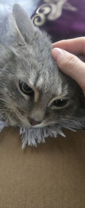 Отдам сибирского кота