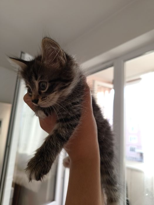 Котёнок в заботливые руки