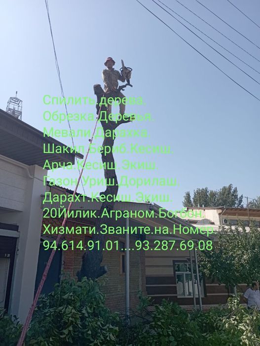 Daraht.kesish.Bogbon.hizmati...20.йилик.