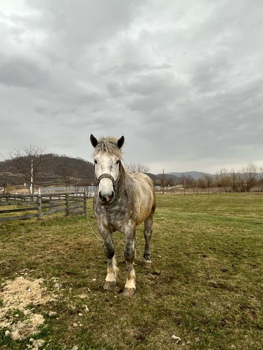 Armăsar de vânzare sau monta