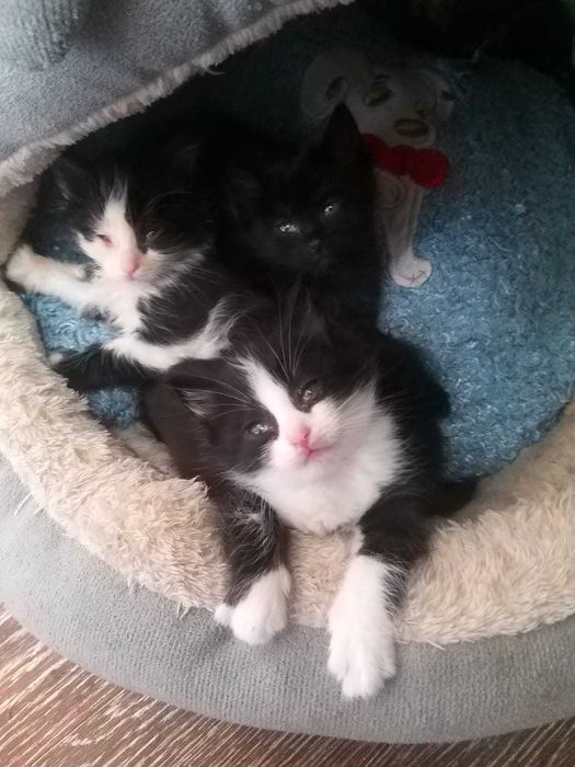 Игривые, воспитанные мурлыки