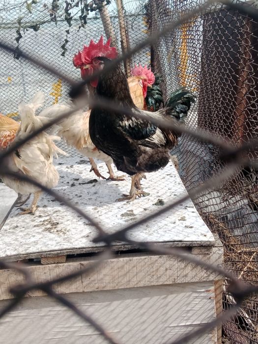 Петух молодняк брама