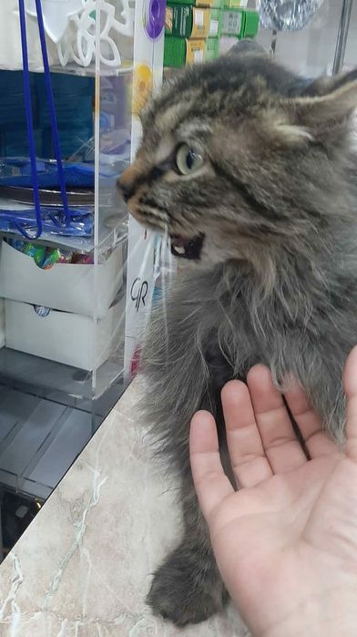 Потерялся красивый кот!