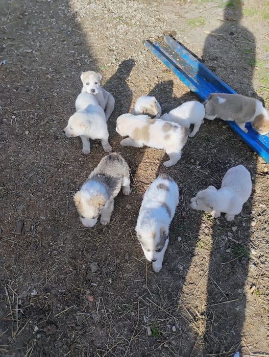 Породисти кученца