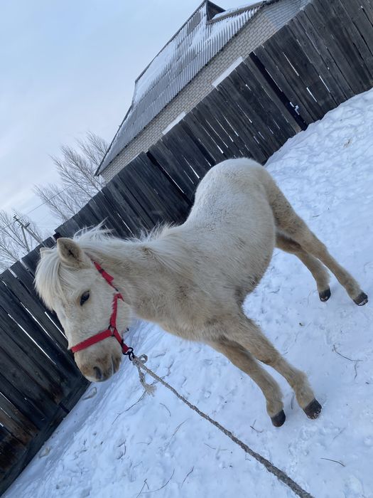 Тай март еркек обмен