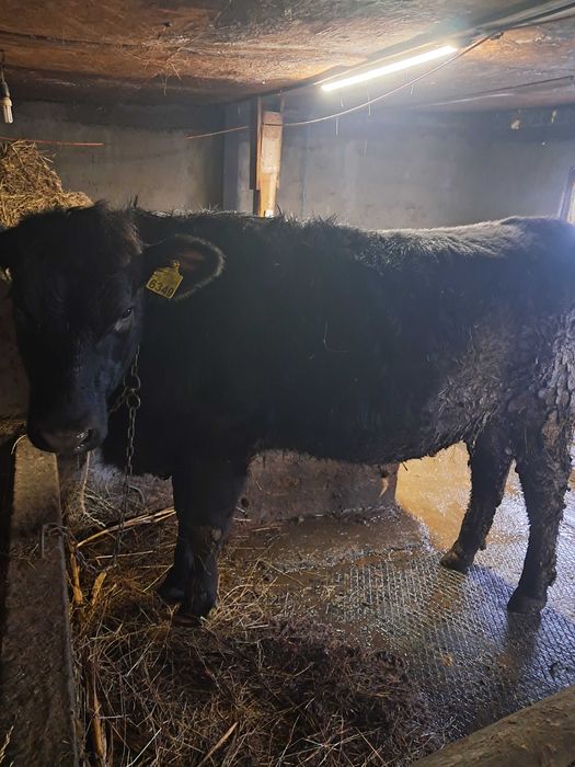 Junică Angus de vânzare