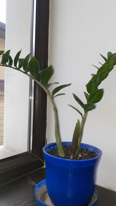 Цветы комнатные Замиокулькас