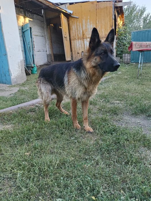 Продам дом или обмен на кв