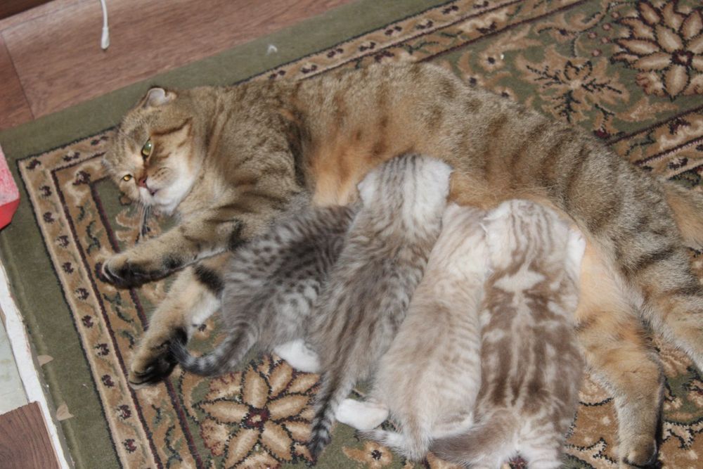 Животные, шотланские веслоухие