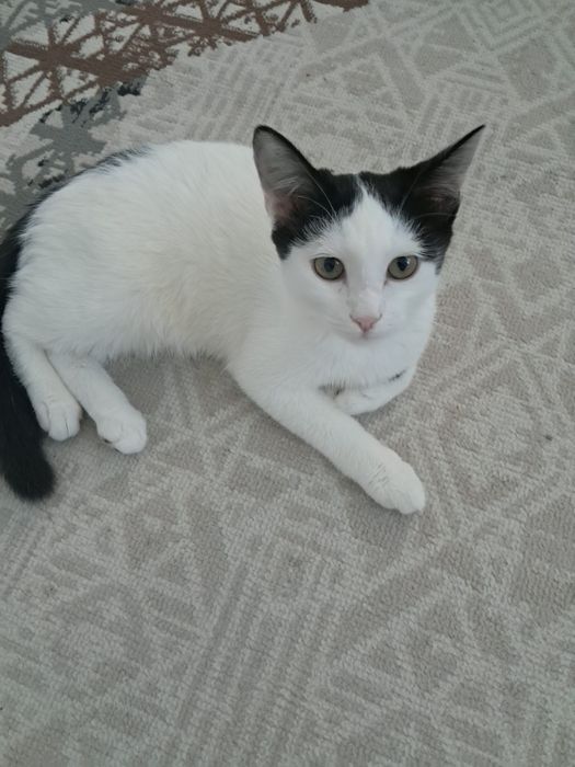 Котята в добрую семью
