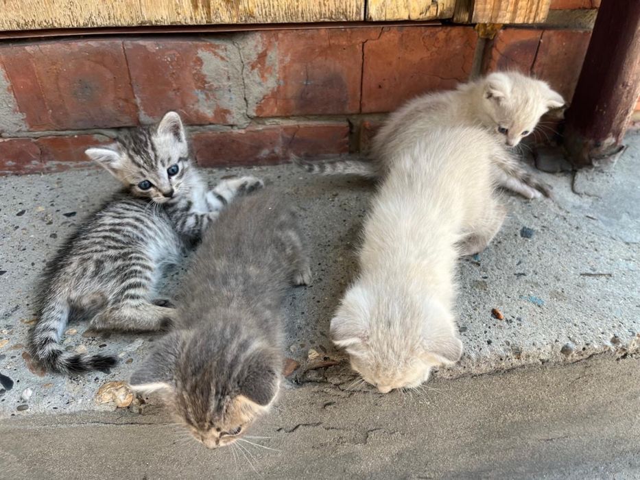 Отдадим котят в хорошие руки