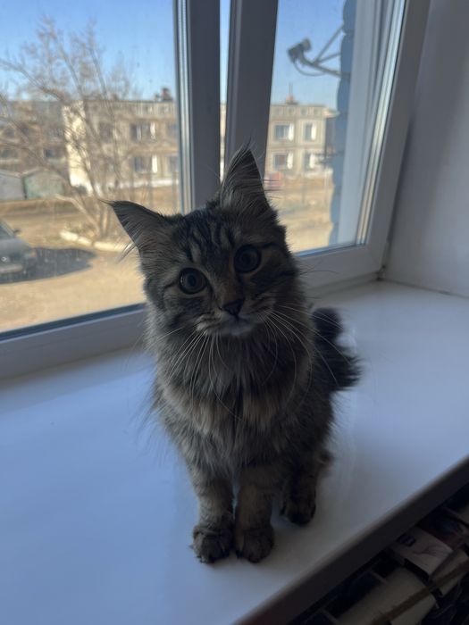 Отдам в зорошие руки