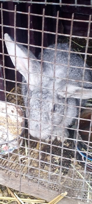 Продам кролики кролы