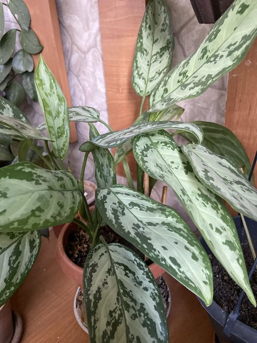 Продам  вьющиеся сортовые сциндапсусы(3вида)