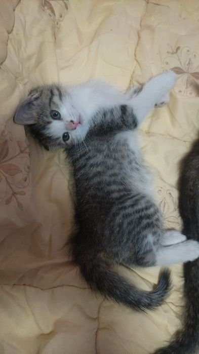 Отдадим котика в добрые руки