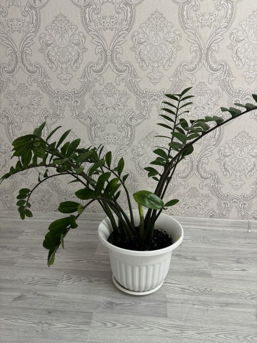 Доллар гүлі сатылады