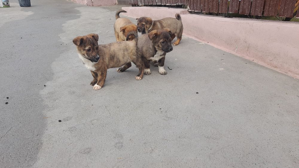 Adoptie pui de caine