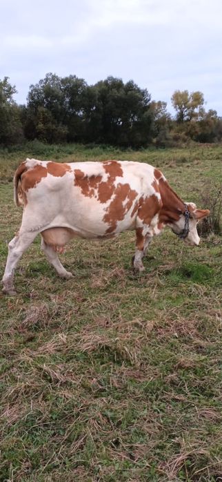 Vand vaca cu lapte sau / abator