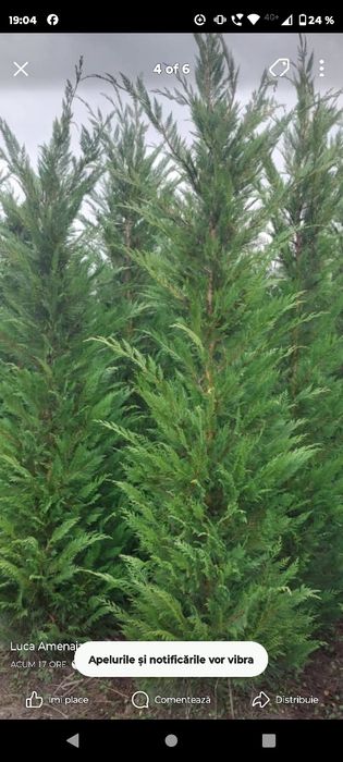 Leyladi mesteacân tuia smarald