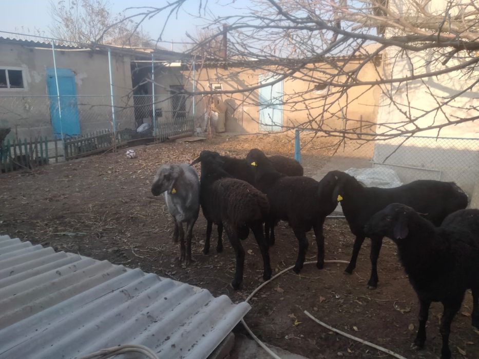 Кошкар тукымдыка денеси дау