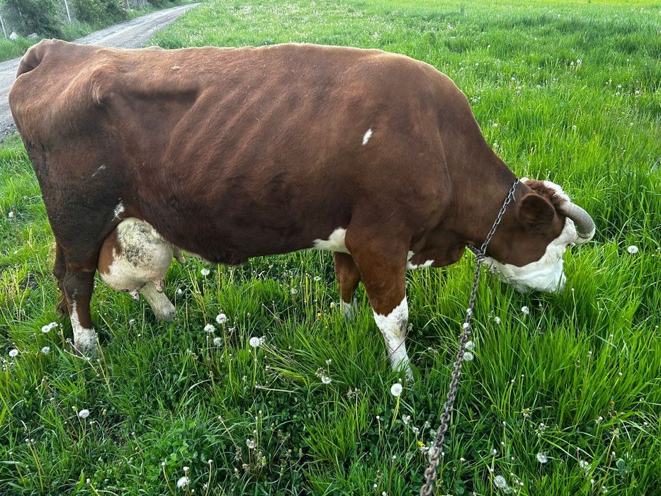 Cînd vaca de 8ani gestanta în șapte luni