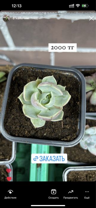 Суккуленты цветы комнатные