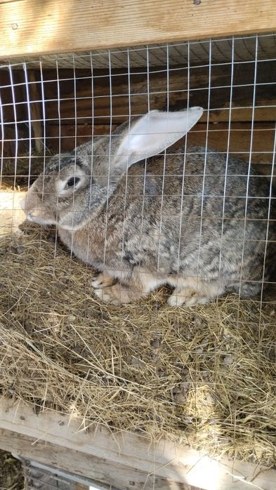 Продам крольчих!