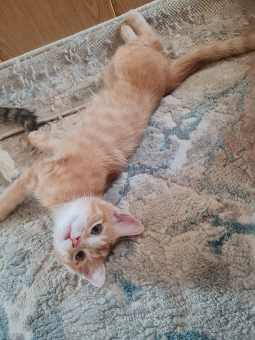 Котёнок в добрые руки