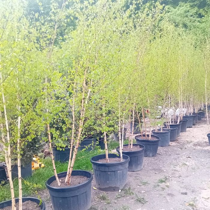 Vând mesteacăn alb diferite înălțimi prețul pleacă de la 60 RON bucata