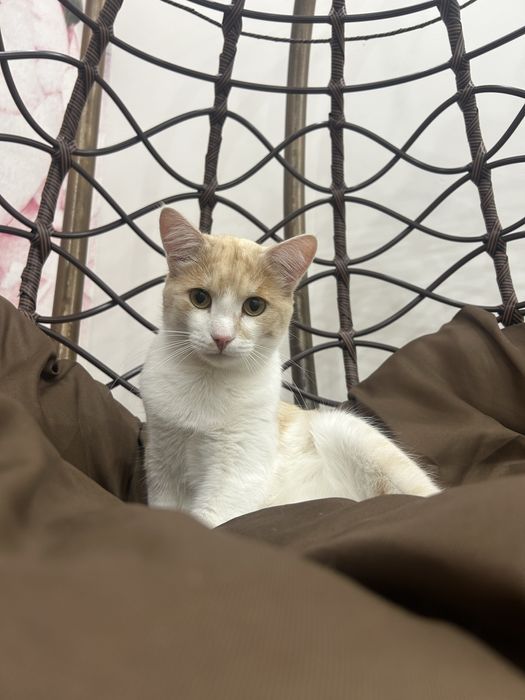 Кот котенок кошка