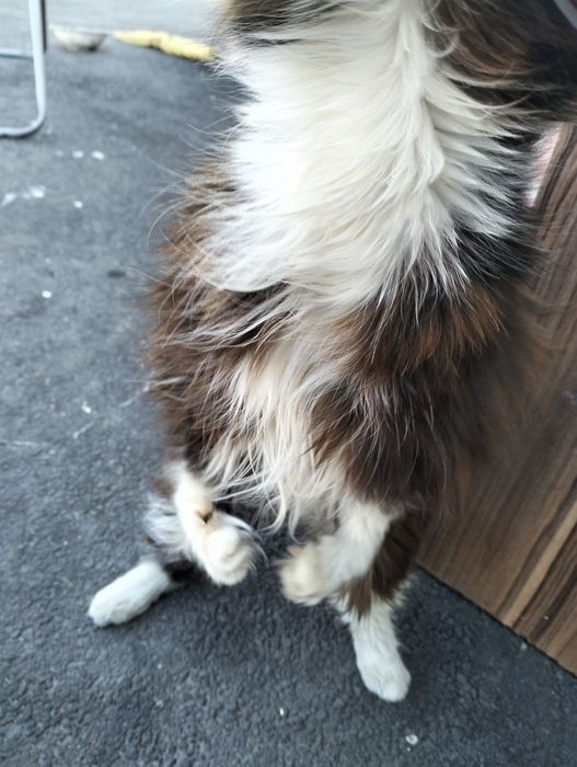 Отдам кошку в добрые руки