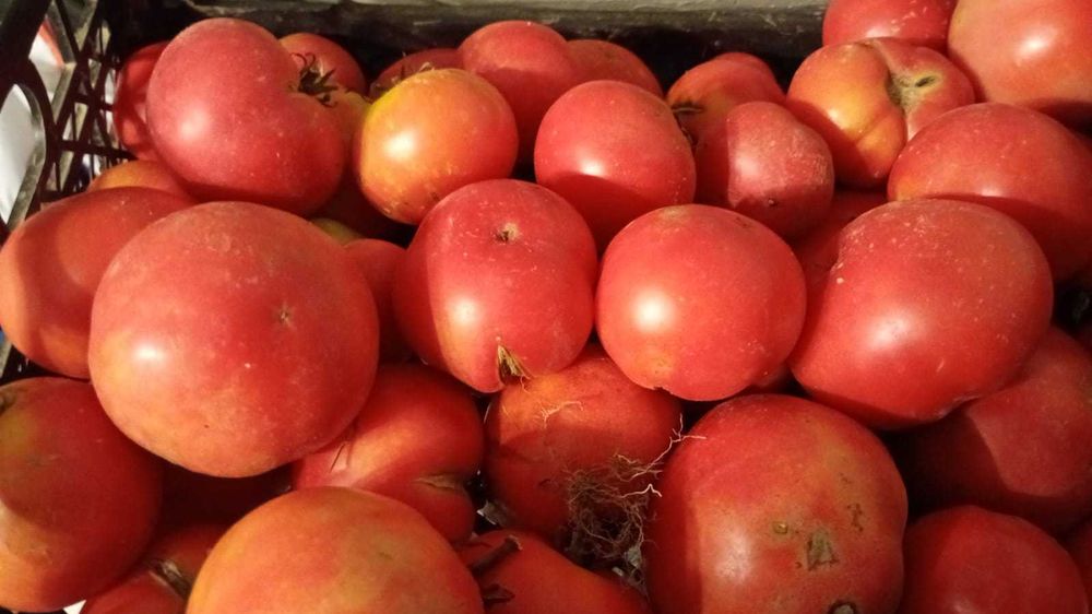 Roșii BIO – gustoase, coapte și naturale