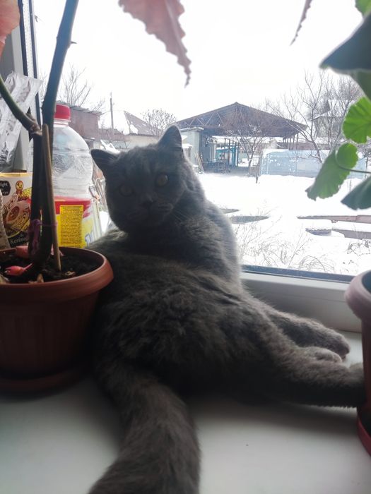 Отдам кота в добрые руки