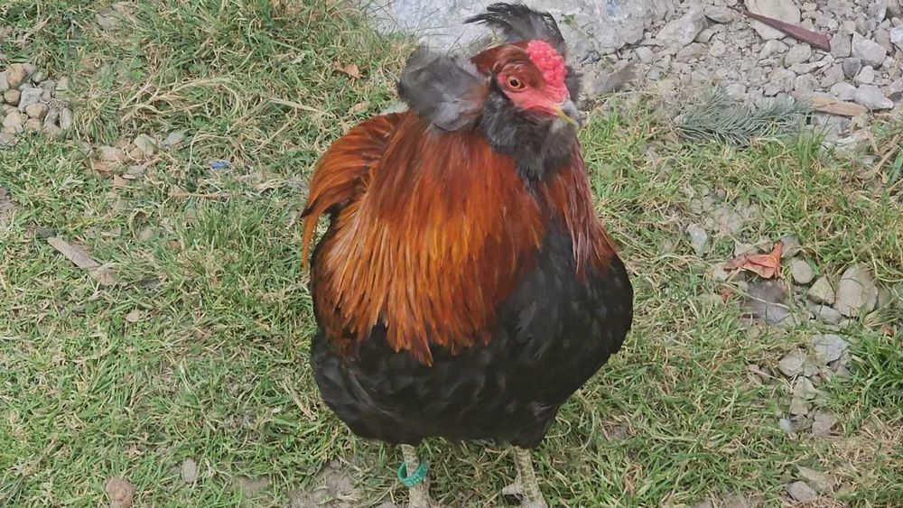 Oua din Rasa Araucana disponibile